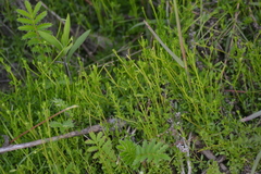 Galium brevipes