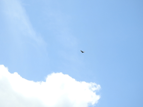Turkey Vulture photographed in Minnesota