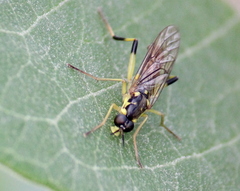 Xylomya tenthredinoides