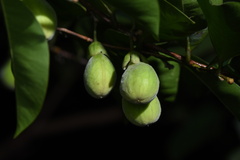 Aquilaria sinensis