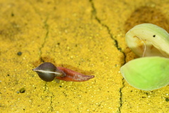 Aquilaria sinensis
