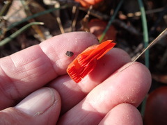 Cortinarius persplendidus