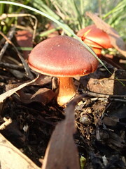 Cortinarius persplendidus