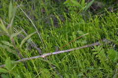 Galium brevipes