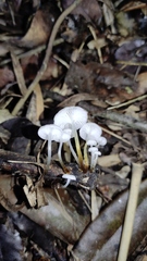 Mycena subulifera