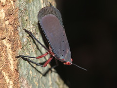 Kalidasa nigromaculata
