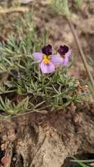 Viola beckwithii