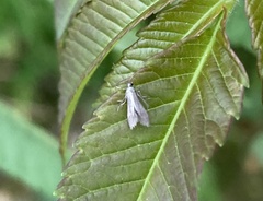 Schreckensteinia erythriella