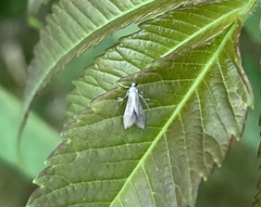 Schreckensteinia erythriella