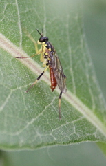 Xylomya tenthredinoides