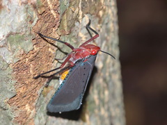Kalidasa nigromaculata