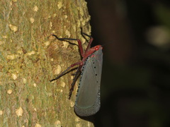 Kalidasa nigromaculata