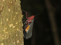 Kalidasa nigromaculata