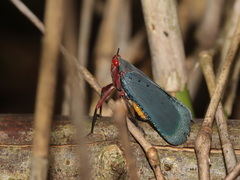 Kalidasa nigromaculata