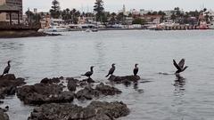 Nannopterum brasilianum brasilianum