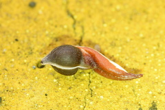 Aquilaria sinensis