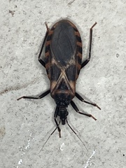 Triatoma sanguisuga