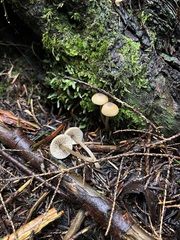 Entoloma cetratum
