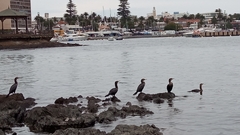 Nannopterum brasilianum brasilianum