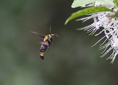 Sataspes tagalica