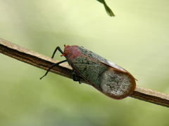 Scamandra