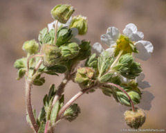 Potentilla newberryi
