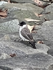 Pycnonotus aurigaster