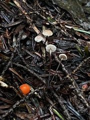 Pseudomarasmius pallidocephalus