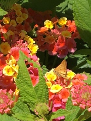 Hylephila phyleus