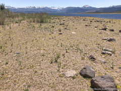 Potentilla newberryi