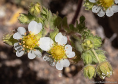 Potentilla newberryi