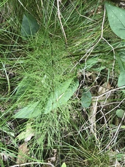 Equisetum sylvaticum