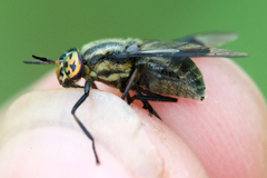 Chrysops calvus