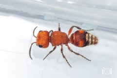 Pseudomethoca vanduzei