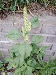 Amaranthus retroflexus