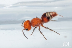 Pseudomethoca vanduzei