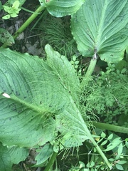 Equisetum sylvaticum