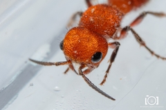 Pseudomethoca vanduzei