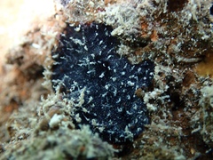 Chelonaplysilla americana