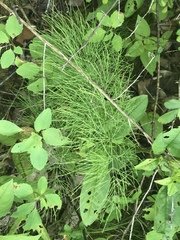 Equisetum sylvaticum