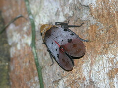 Penthicodes atomaria