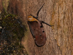 Penthicodes atomaria