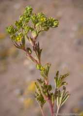 Potentilla rivalis