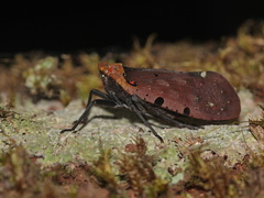 Penthicodes atomaria