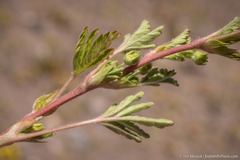 Potentilla rivalis