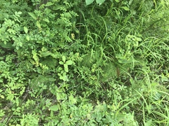 Equisetum sylvaticum