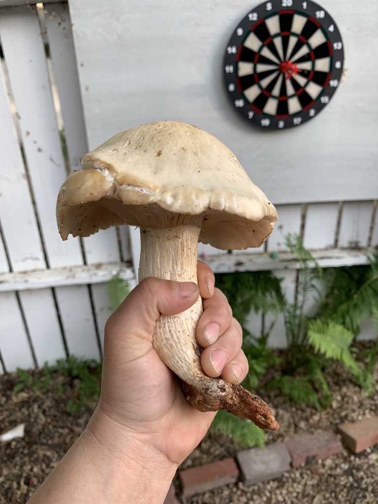 Elm Mushroom from Corman Park, SK, CA on June 17, 2022 at 07:57 PM by ...