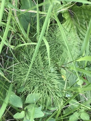 Equisetum sylvaticum
