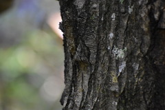 Catocala lineella