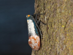 Penthicodes farinosus